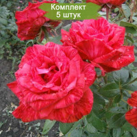 Комплект 5шт  / Роза Ред Интуишн(чайно-гибридная)